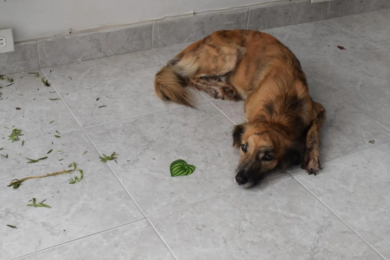 The Three Dog'S House Manga Hostel Cartagena 0*,  Colombia