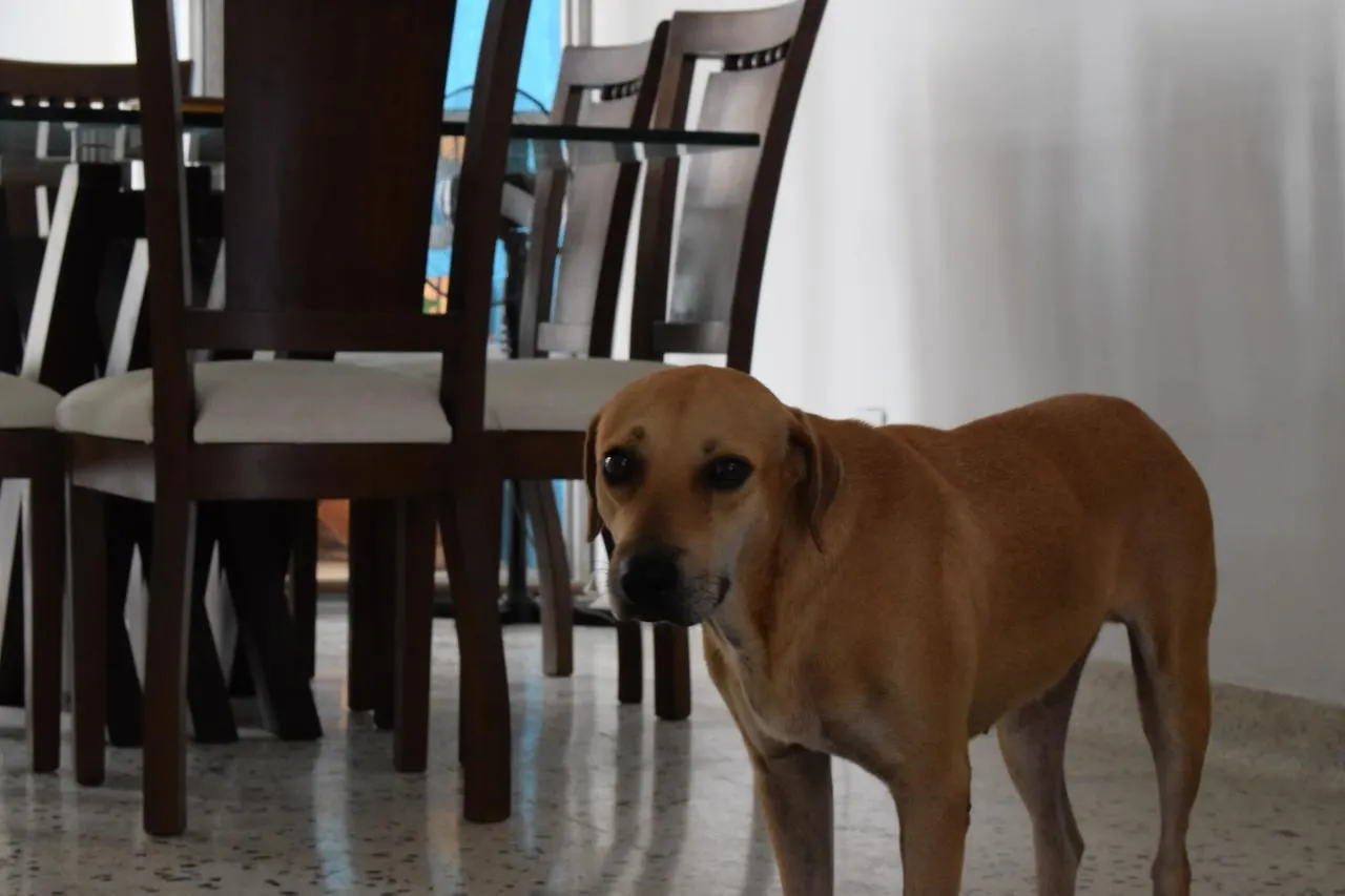 The Three Dog'S House Manga Vandrehjem Cartagena Vandrerhjem